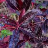 Brandywine Viburnum #3 - Image 3